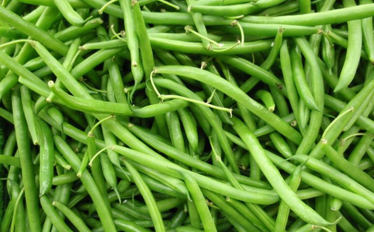 Green Bean Fields Under the Influence of TERRABELLA®