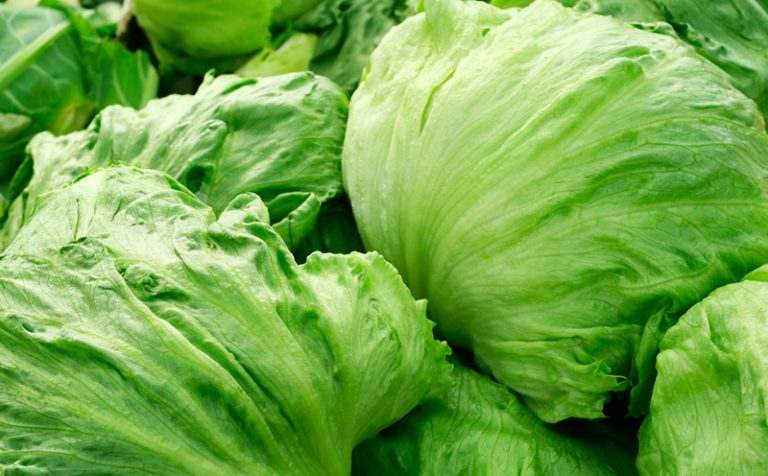 Lettuce Summer Harvest: 10% More Lettuce Heads, 21% More Yield