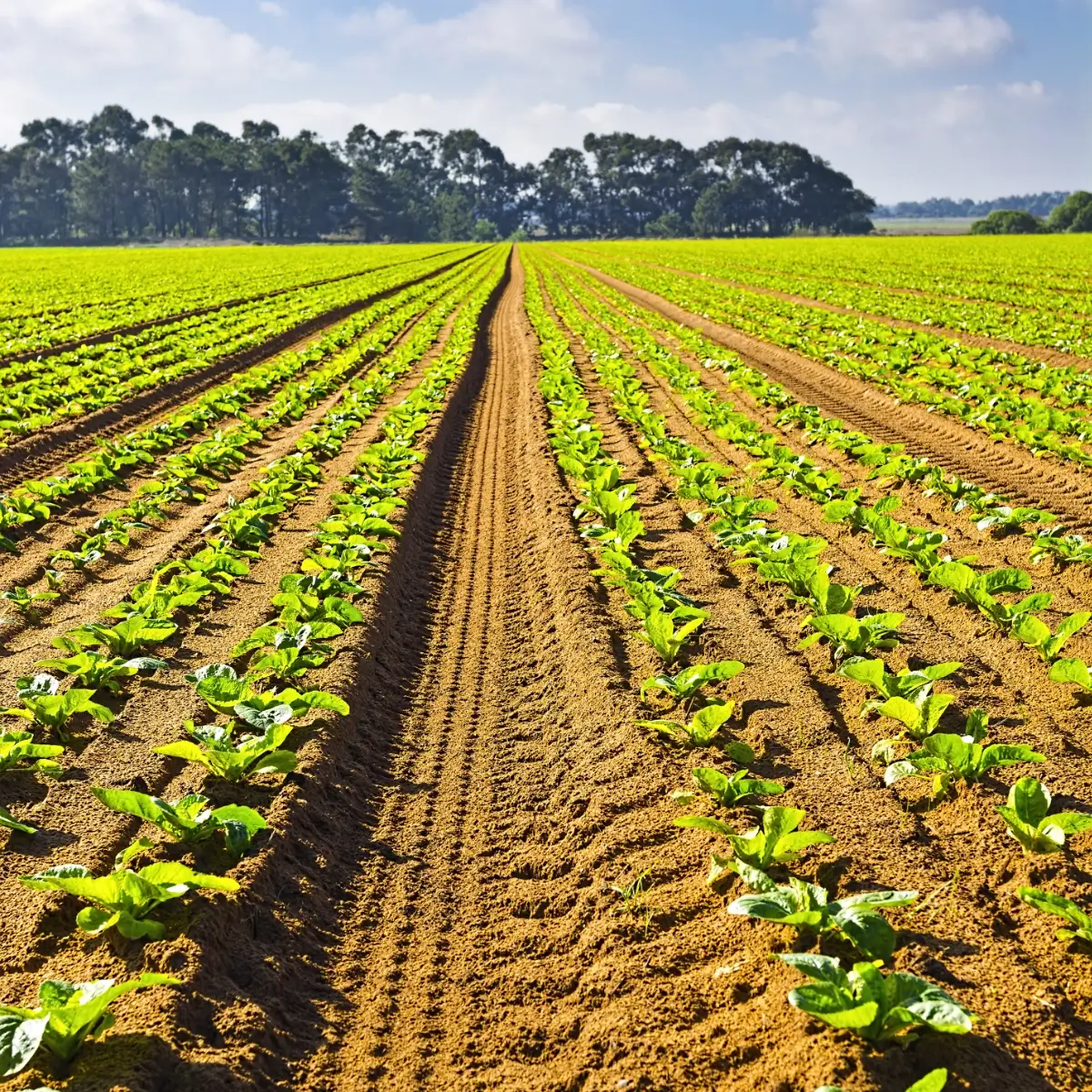 rows-of-fresh-young-green-seedling-in-portugal-2026-09-24-18-13-46-utc (1)